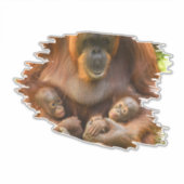 Orangutan Mutter, die zwei Säuglinge hält Aufkleber (Vorderseite)