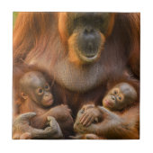 Orangutan Mutter, die zwei Säuglinge hält Fliese (Vorderseite)
