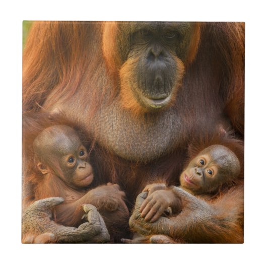 Orangutan Mutter, die zwei Säuglinge hält Fliese (Vorderseite)
