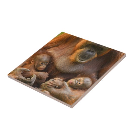 Orangutan Mutter, die zwei Säuglinge hält Fliese (Seite)