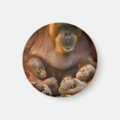 Orangutan Mutter, die zwei Säuglinge hält Magnet (Vorne)