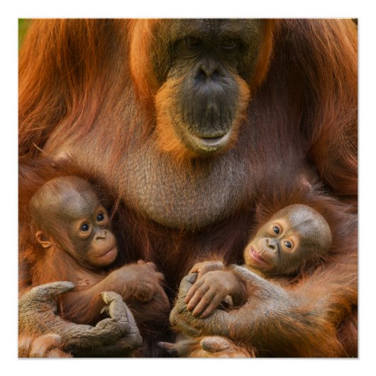 Orangutan Mutter, die zwei Säuglinge hält Poster (Vorderseite)