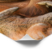 Orangutan Mutter, die zwei Säuglinge hält Poster (Ecke)