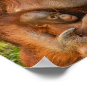 Orangutan Mutter, die zwei Säuglinge hält Poster (Ecke)