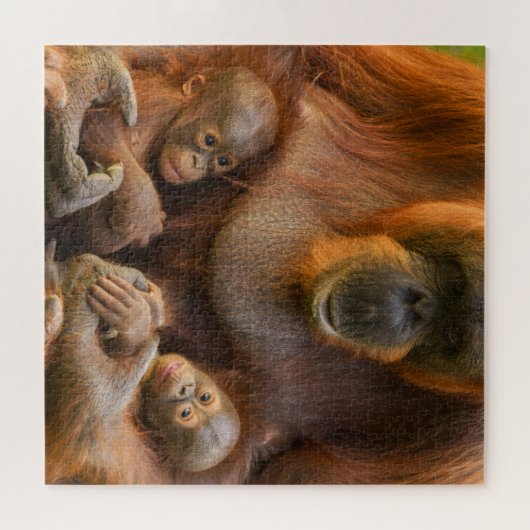 Orangutan Mutter, die zwei Säuglinge hält Puzzle (Horizontal)
