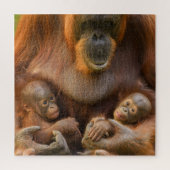 Orangutan Mutter, die zwei Säuglinge hält Puzzle (Vertikal)