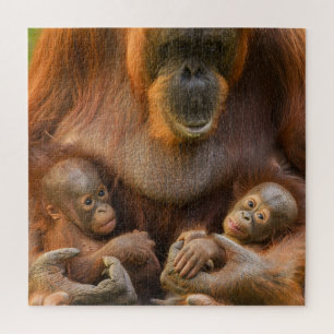 Orangutan Mutter, die zwei Säuglinge hält Puzzle