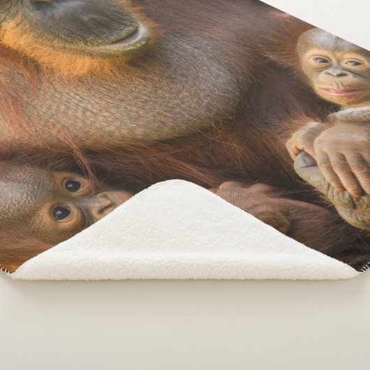 Orangutan Mutter, die zwei Säuglinge hält Sherpadecke (3/4)