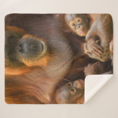 Orangutan Mutter, die zwei Säuglinge hält Sherpadecke (Vorderseite (Horizontal))