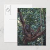 Orangutan Mutter mit Baby 4 Postkarte (Vorne/Hinten)