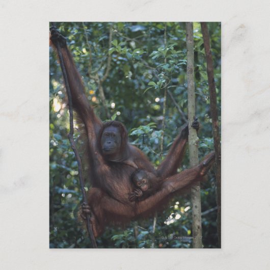 Orangutan Mutter mit Baby 4 Postkarte (Vorderseite)