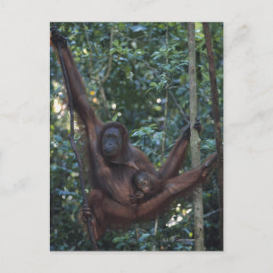 Orangutan Mutter mit Baby 4 Postkarte