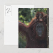Orangutan Mutter mit Baby 5 Postkarte (Vorne/Hinten)