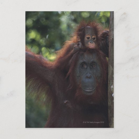 Orangutan Mutter mit Baby 5 Postkarte (Vorderseite)