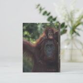 Orangutan Mutter mit Baby 5 Postkarte (Stehend Vorderseite)