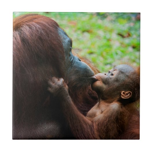 Orangutan Mutter mit Baby Fliese (Vorderseite)
