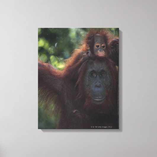 Orangutan Mutter mit Baby Leinwanddruck (Vorderseite)