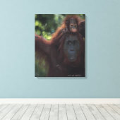 Orangutan Mutter mit Baby Leinwanddruck (Insitu (Holzboden))
