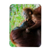 Orangutan Mutter mit Baby Magnet (Vertikal)