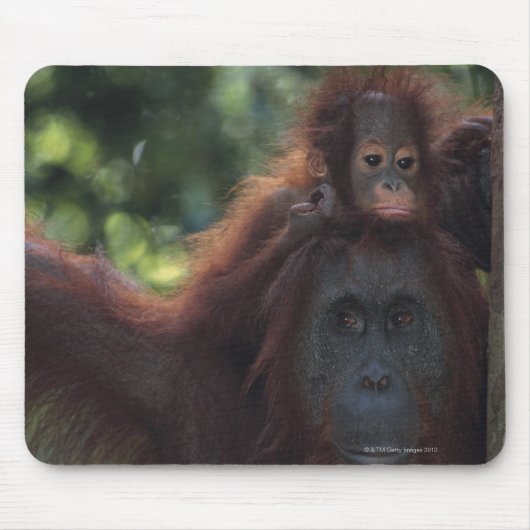 Orangutan Mutter mit Baby Mousepad (Vorne)