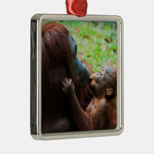 Orangutan Mutter mit Baby Ornament Aus Metall (Rechts)