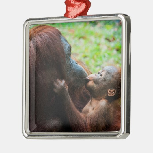 Orangutan Mutter mit Baby Ornament Aus Metall (Links)