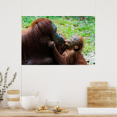 Orangutan Mutter mit Baby Poster (Küche)