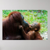Orangutan Mutter mit Baby Poster (Vorne)
