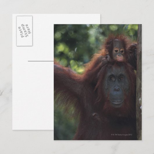 Orangutan Mutter mit Baby Postkarte (Vorne/Hinten)