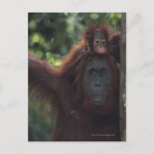 Orangutan Mutter mit Baby Postkarte (Vorderseite)