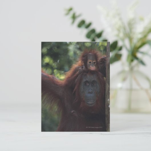 Orangutan Mutter mit Baby Postkarte (Stehend Vorderseite)