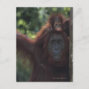 Orangutan Mutter mit Baby Postkarte