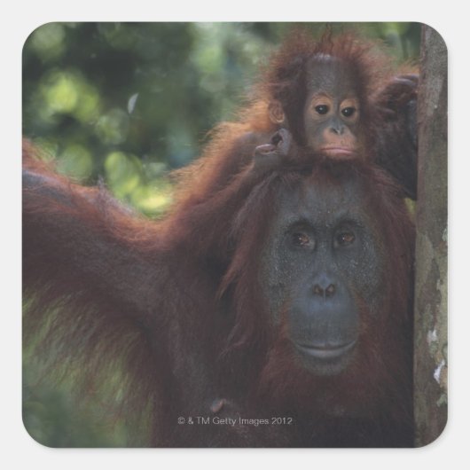 Orangutan Mutter mit Baby Quadratischer Aufkleber (Vorderseite)