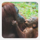 Orangutan Mutter mit Baby Quadratischer Aufkleber (Vorderseite)