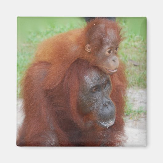 Orangutan Mutter und Baby auf der Insel Borneo Magnet (Vorne)