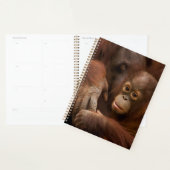 Orangutan Mutter und Baby im Zoo Planer (Anzeige)