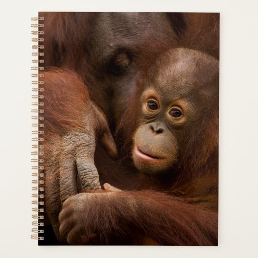 Orangutan Mutter und Baby im Zoo Planer (Vorderseite)