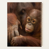 Orangutan Mutter und Baby im Zoo Planer (Rückseite)
