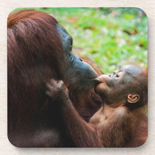 Orangutan Mutter und Kind Getränkeuntersetzer (Vorderseite)