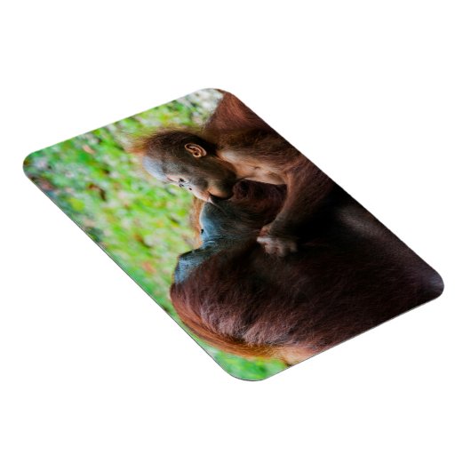 Orangutan Mutter und Kind Magnet (Rechte Seite)