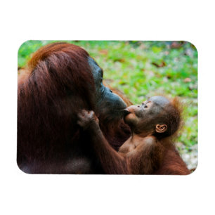 Orangutan Mutter und Kind Magnet