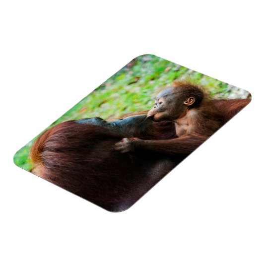 Orangutan Mutter und Kind Magnet (Linke Seite)