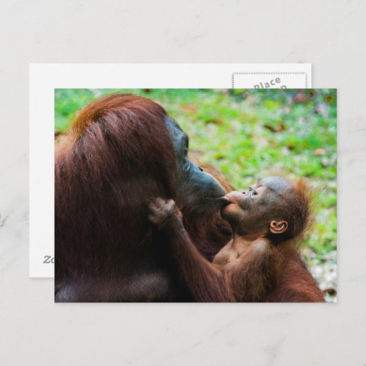 Orangutan Mutter und Kind Postkarte (Vorne/Hinten)