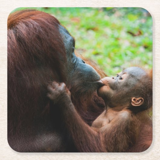Orangutan Mutter und Kind Rechteckiger Pappuntersetzer (Vorderseite)