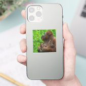 Orangutan Mutter und Säuglinge Aufkleber (Telefon)