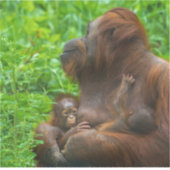 Orangutan Mutter und Säuglinge Aufkleber (Vorderseite)