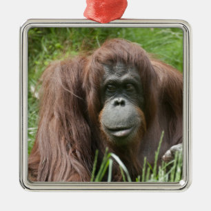 Orangutan Ornament Aus Metall