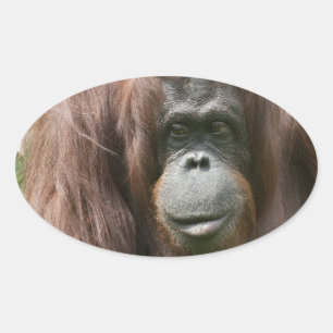 Orangutan Ovaler Aufkleber