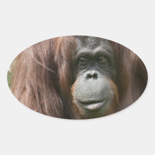 Orangutan Ovaler Aufkleber (Vorderseite)