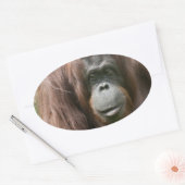Orangutan Ovaler Aufkleber (Umschlag)
